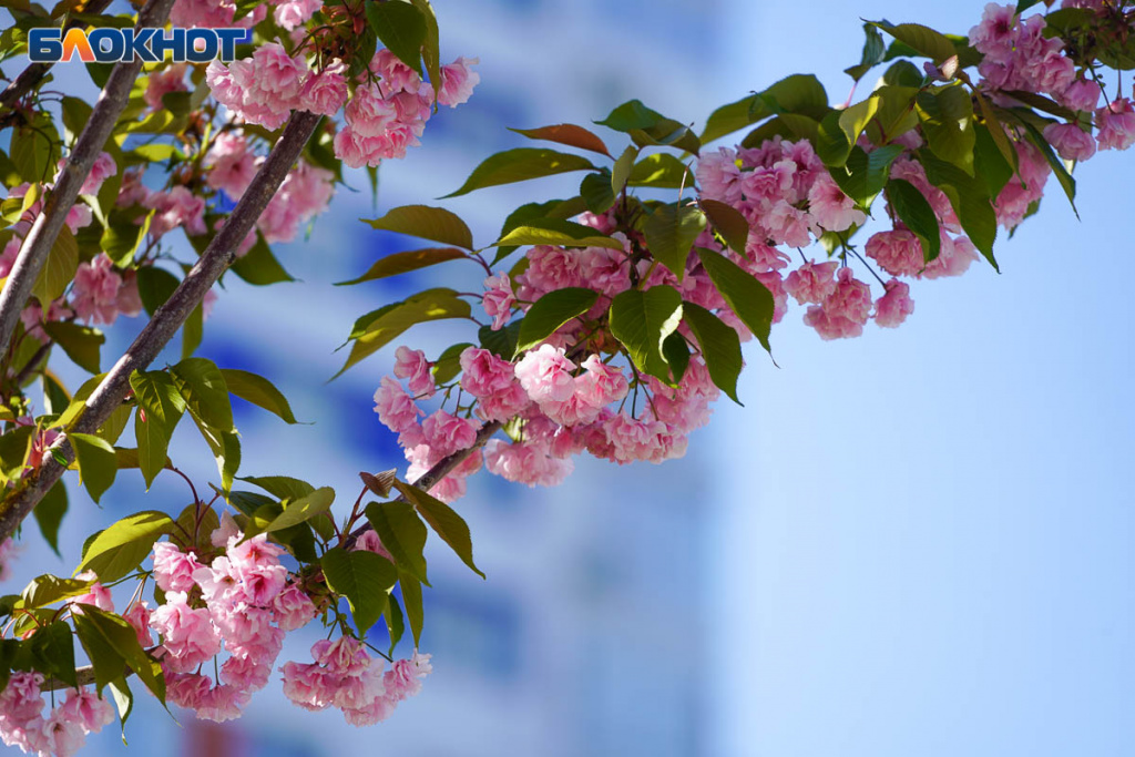 сакура, иудино дерево, весна, цпкио, волгоград6.jpg